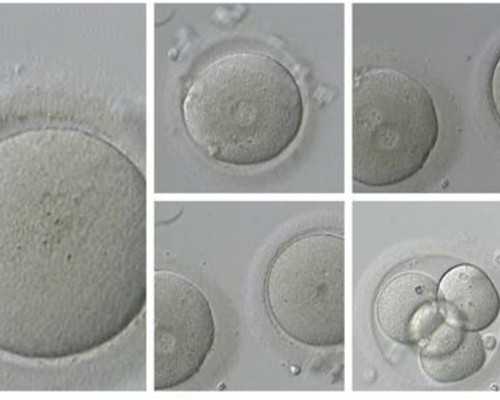 绝经供卵风险大吗_供卵助孕可靠吗,北京供卵试管医院有哪几家？